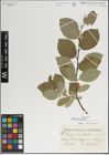 Foto von Salix lanata L.